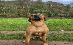 Rhodesian Ridgeback dogs for stud: Rhodesian Ridgeback Stud – Proven & Healthy in Paignton - Image 5