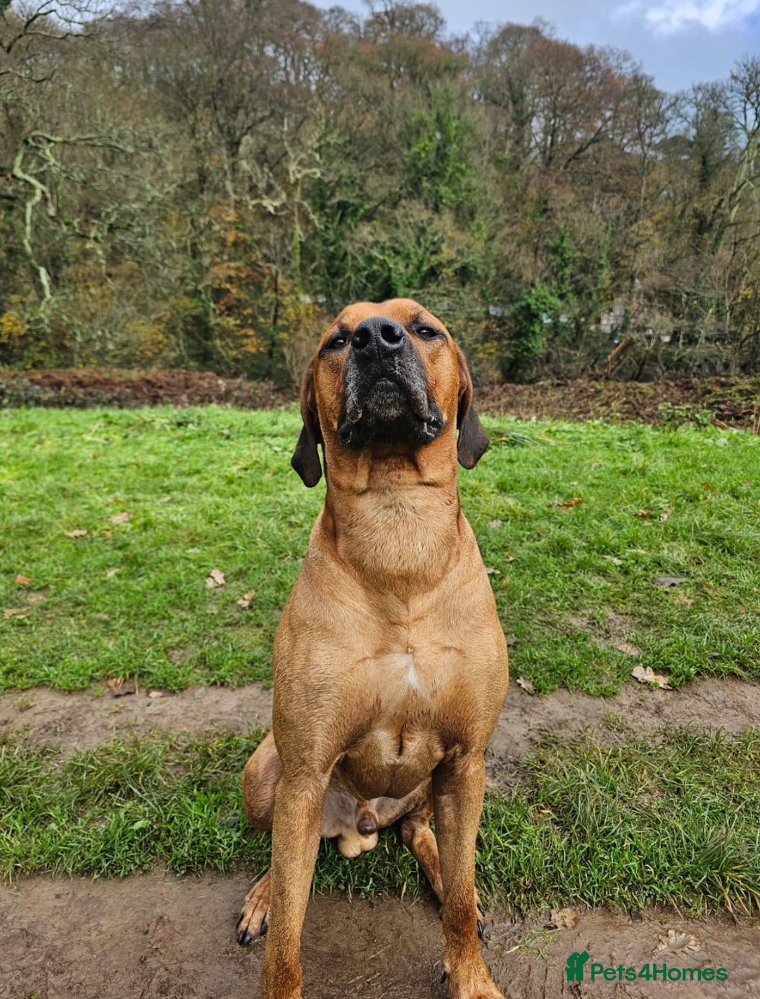 Rhodesian Ridgeback dogs for stud: Rhodesian Ridgeback Stud – Proven & Healthy in Paignton - Image 5