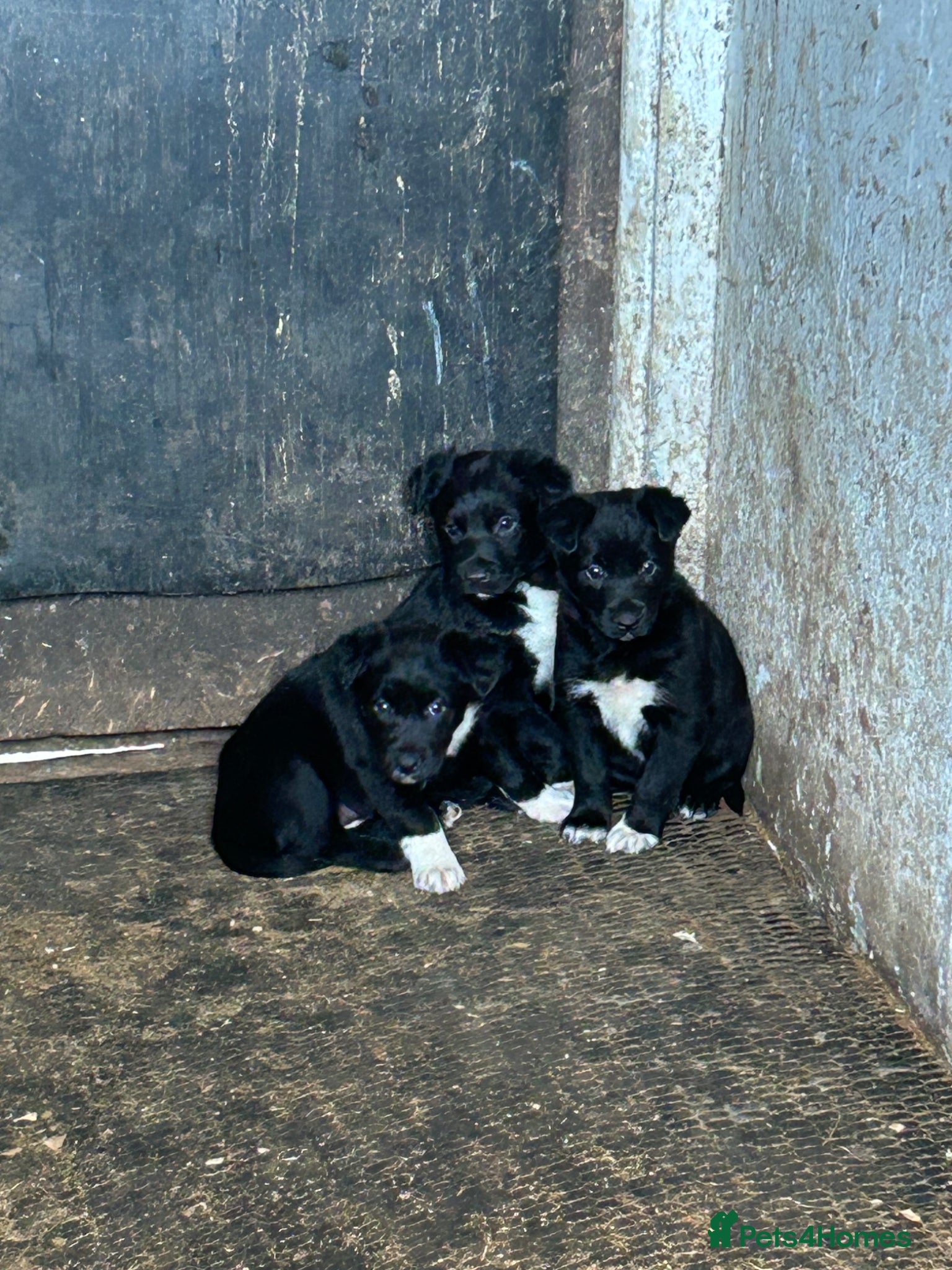 Mixed Breed dogs Kelpie x Welsh Collie Puppies  - Advert 14