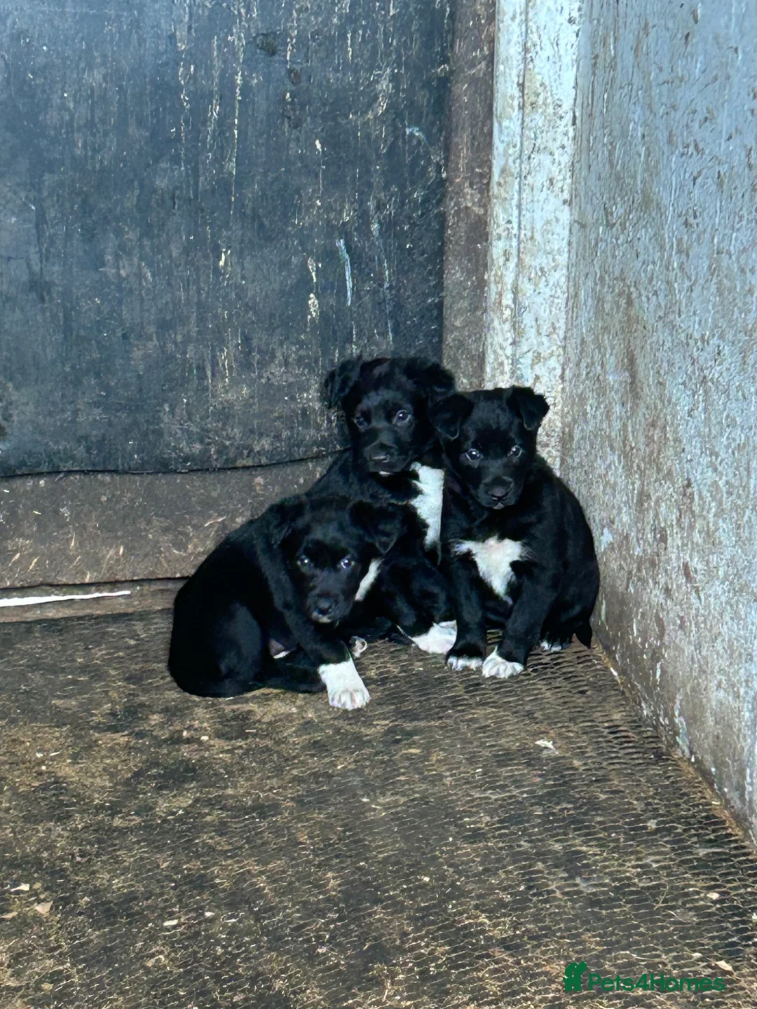 Mixed Breed dogs for sale: Kelpie x Welsh Collie Puppies  - Advert 1
