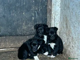 Mixed Breed dogs Kelpie x Welsh Collie Puppies - Advert 1