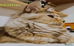 Maine Coon cats for sale: Maine coon kittens champion line DNA health tested - Advert 12