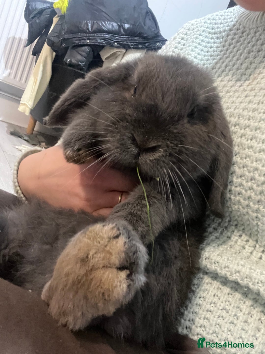 French Lop rabbits for sale: bunny - Advert 7