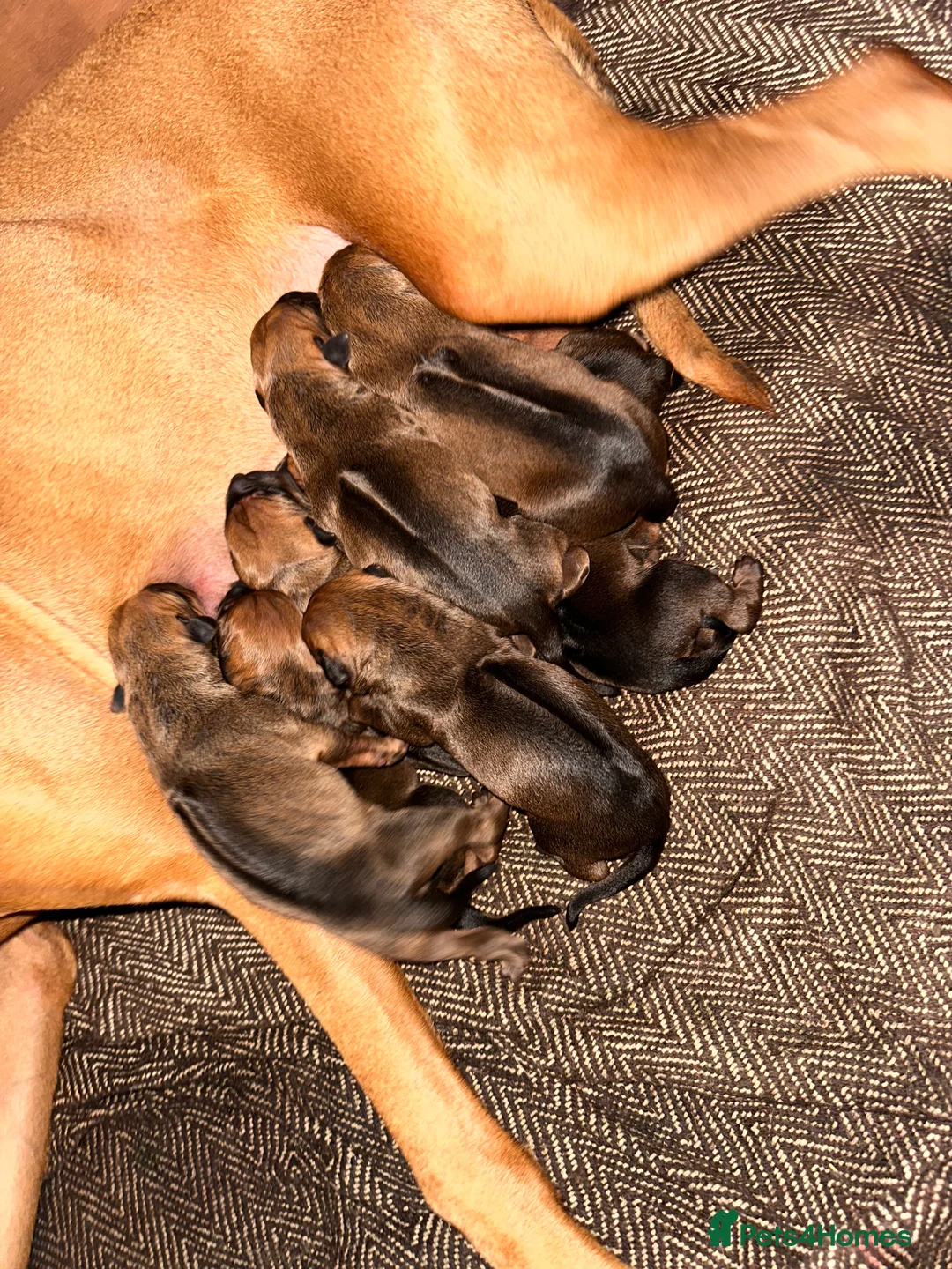 Rhodesian Ridgeback dogs for sale: Rhodesian Ridgeback Puppies KC/Hip/Elb/Health  in King's Lynn - Advert 3