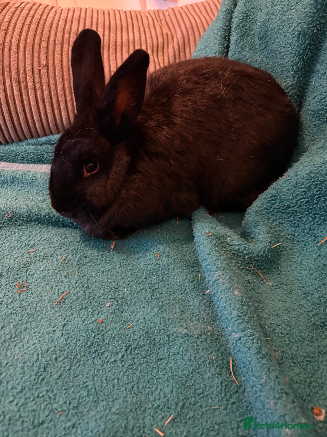 Continental Giant rabbits for sale: Beautiful continental giant babies  - Advert 10