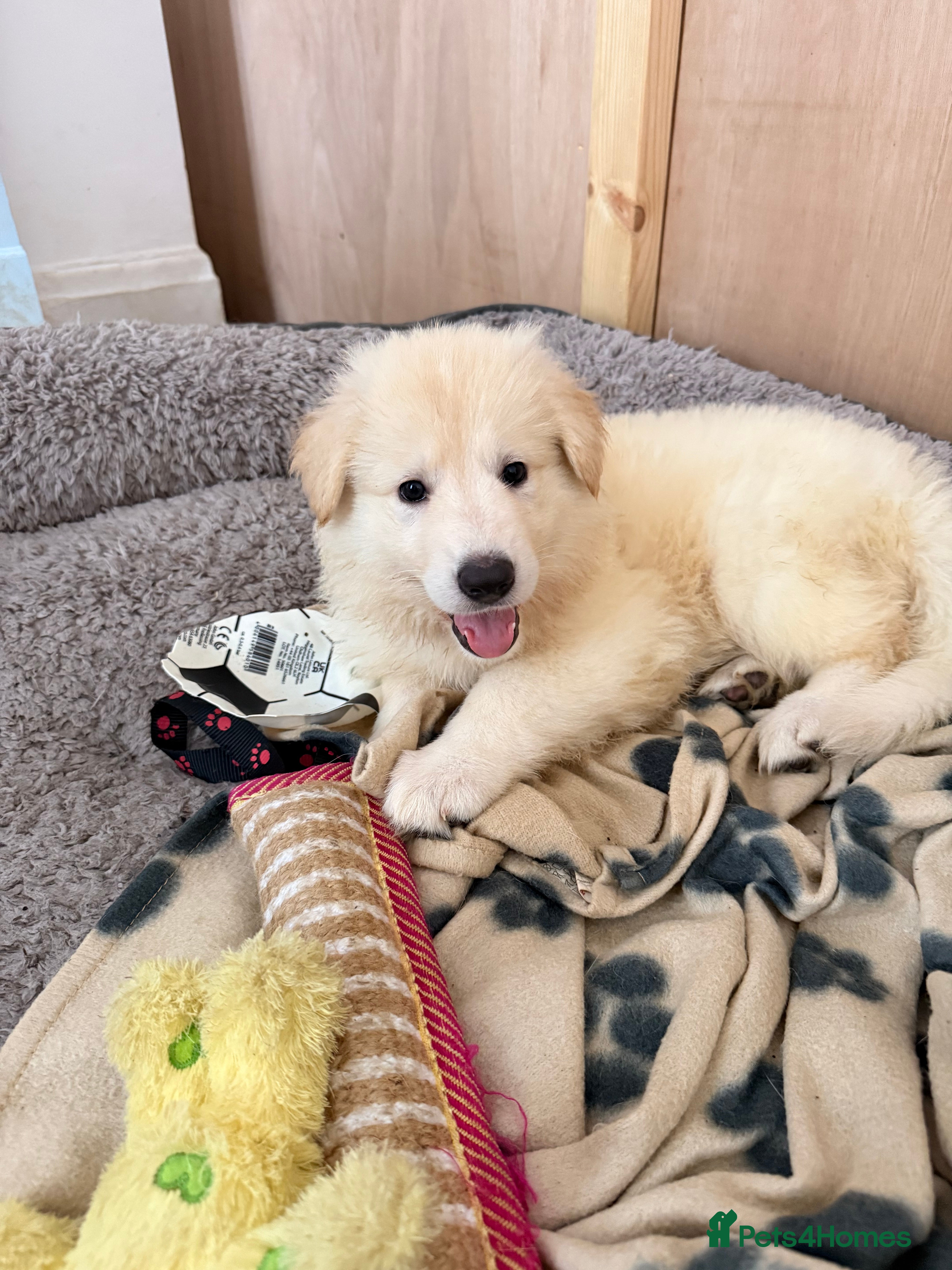 White Swiss Shepherd dogs Swiss white shepherds puppies  - Advert 2