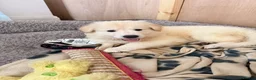 White Swiss Shepherd dogs for sale: 🐾 Swiss White Shepherd Puppies reduced 🐾 - Advert 2