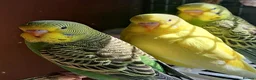Budgerigars birds for sale: Young budgerigars  - Advert 4
