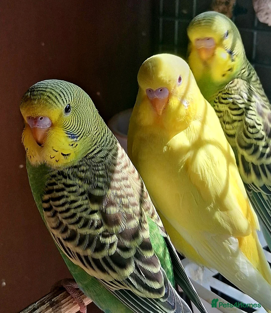 Budgerigars birds for sale: Young budgerigars  - Advert 4