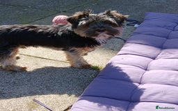 Yorkshire Terrier dogs for stud: Anmaco Romeo of Kalisto - Image 4