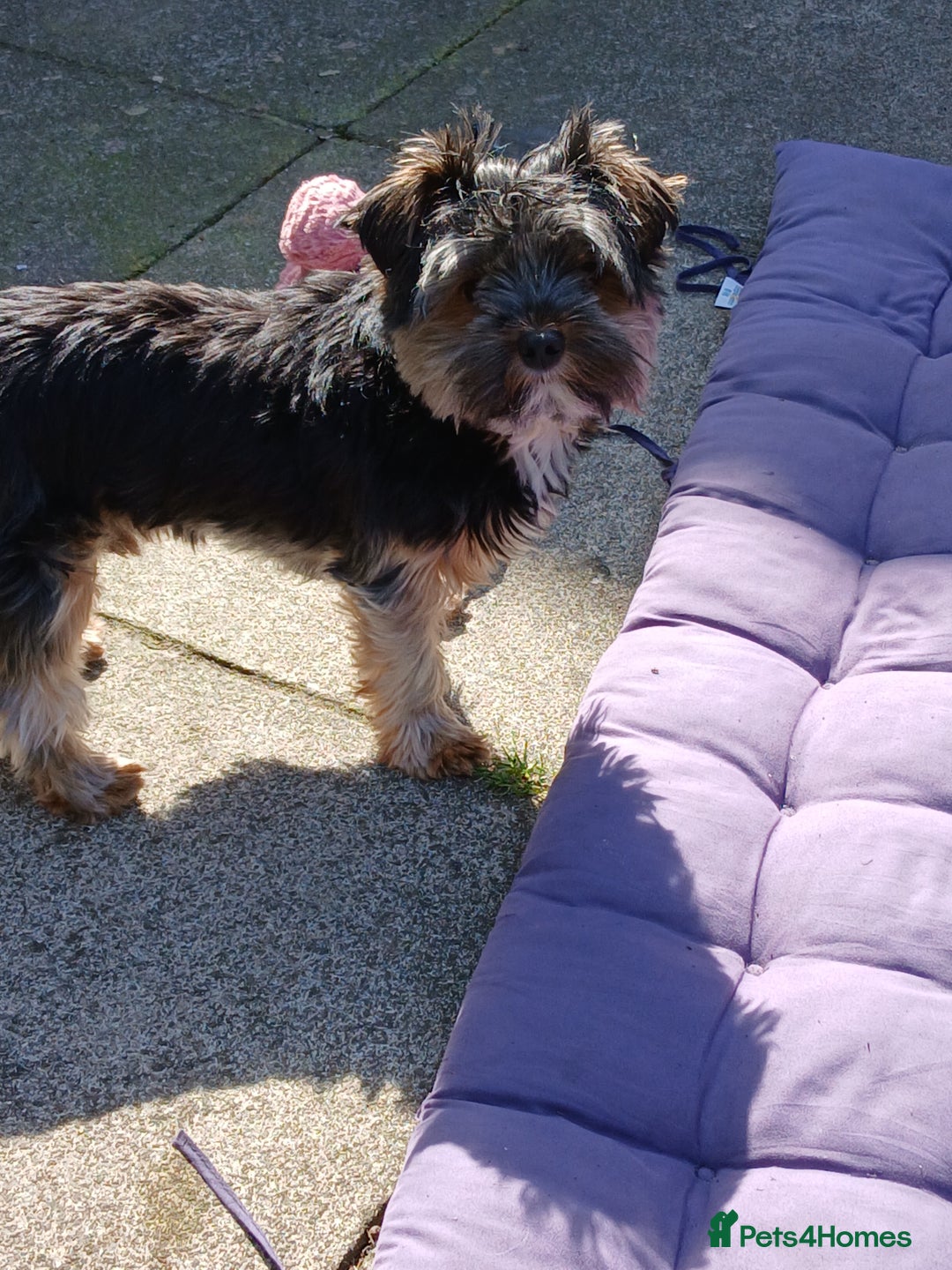 Yorkshire Terrier dogs for stud: Anmaco Romeo of Kalisto - Image 4