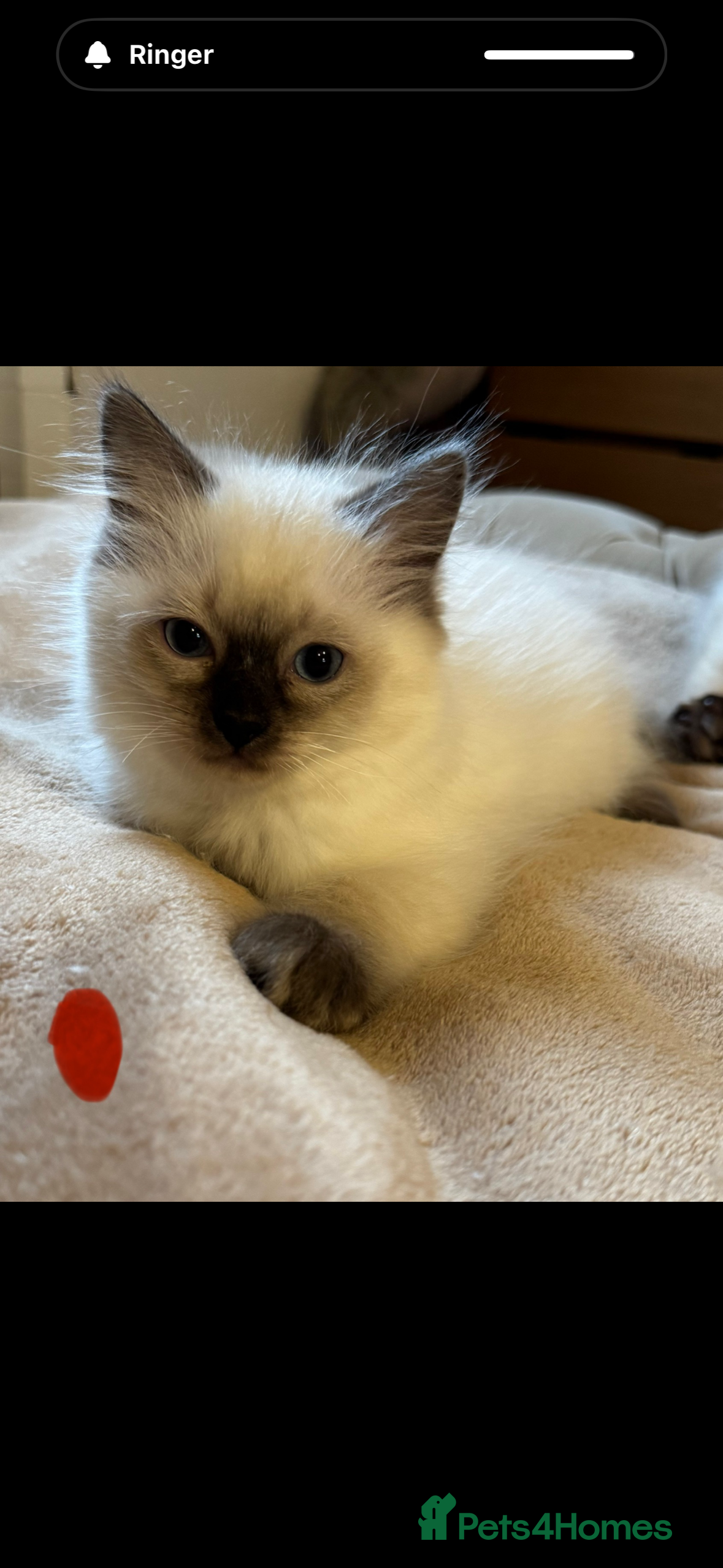 Ragdoll cats Beautiful Ragdoll Kittens - Advert 17