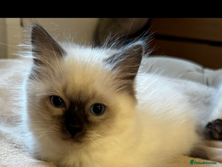 Ragdoll cats Beautiful Ragdoll Kittens - Advert 14