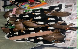 Boxer dogs for sale: Gorgeous litter of red and white boxers.  - Image 18