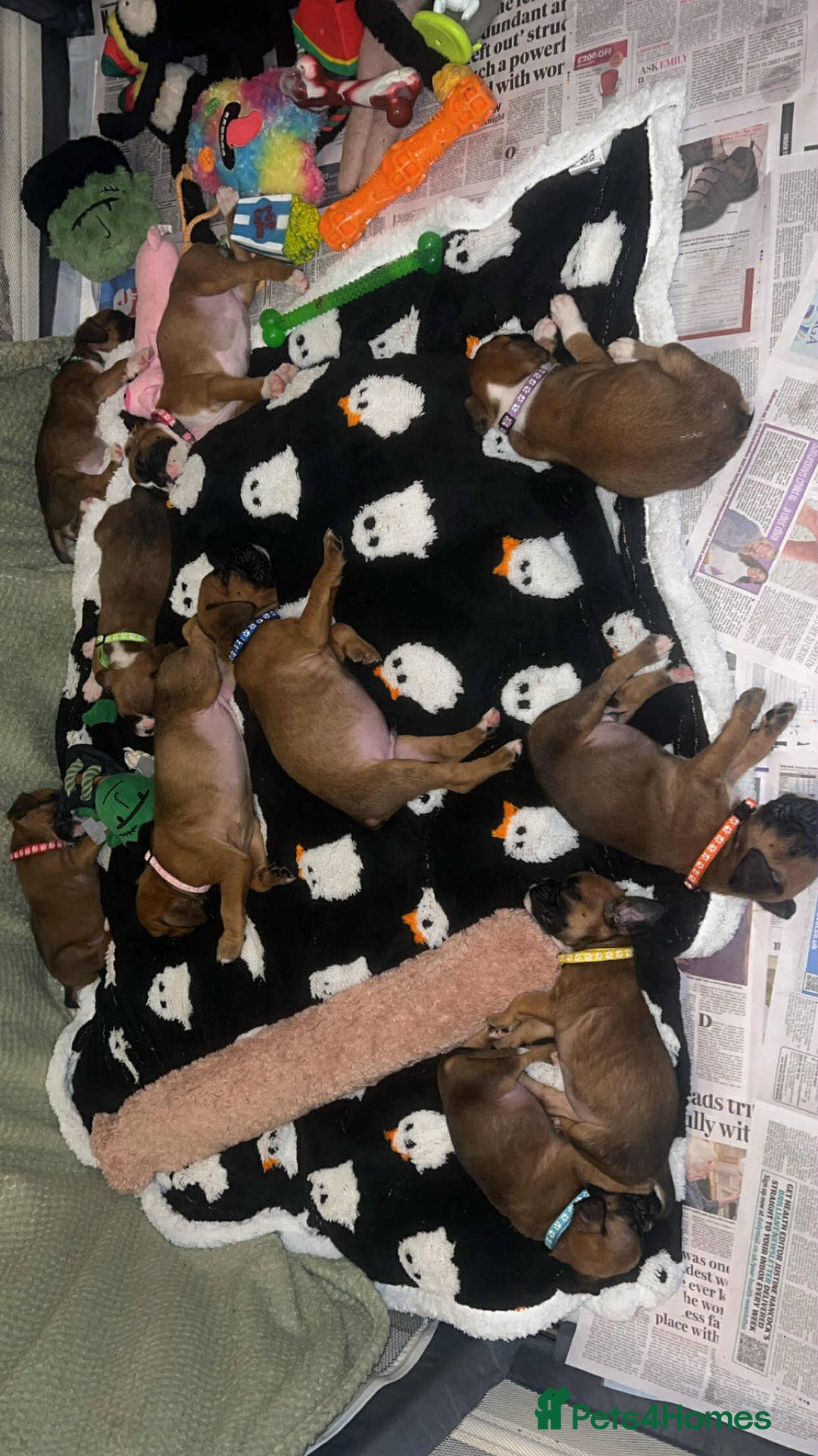 Boxer dogs for sale: Gorgeous litter of red and white boxers.  - Image 18