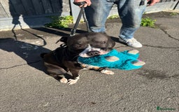 Mixed Breed dogs for adoption: Gorgeous young staffie cross for adoption  - Image 1