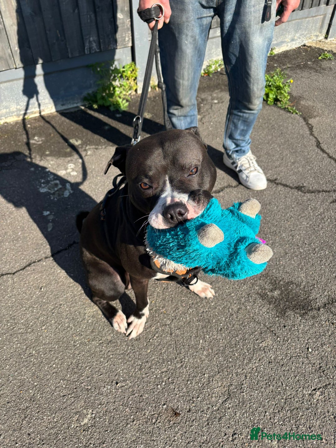 Mixed Breed dogs for adoption: Gorgeous young staffie cross for adoption  - Image 1