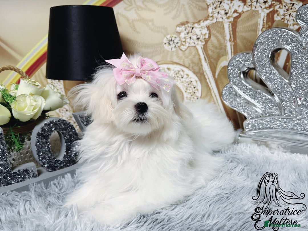 Maltese dogs for sale: Emperatrice Maltese-Korean Line Show Maltese KC Re - Advert 30