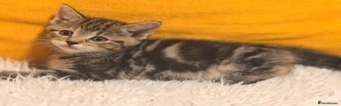 Kitten 2: Brown Tabby with Tortie tones