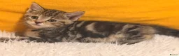 British Shorthair cats for sale: British Shorthair Mix Kittens Girls &Boys  - Advert 8