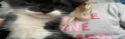 Mixed Breed cats for sale: Black & White Kitten, Female in Stoke-on-Trent - Advert 7