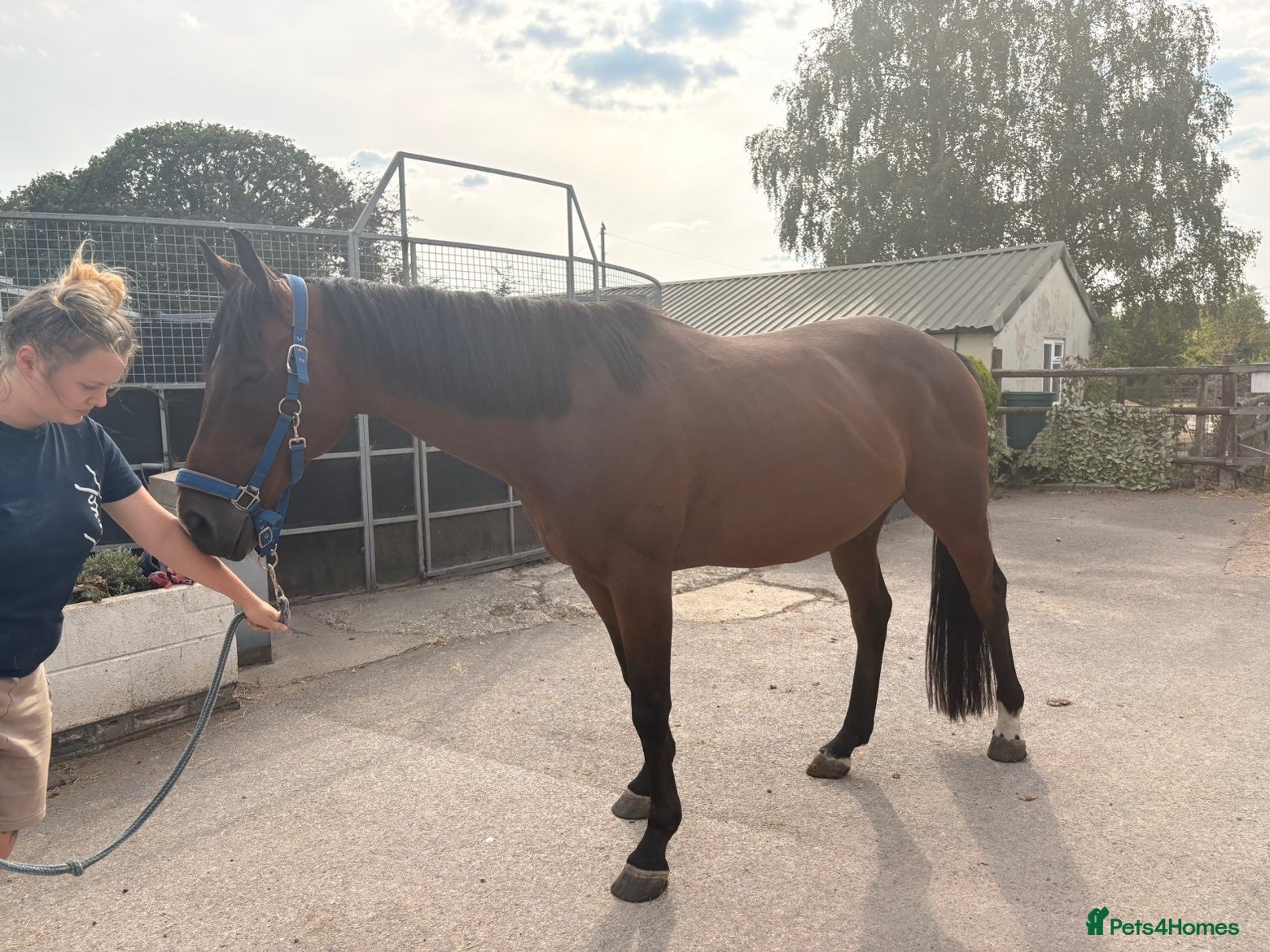 English Thoroughbred horses Joey – 7-Year-Old Thoroughbred Gelding - Advert 4