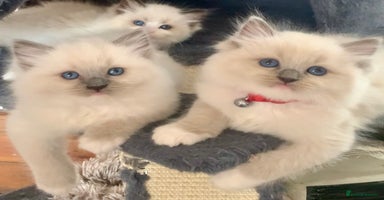 Ragdoll cats - Advert 9