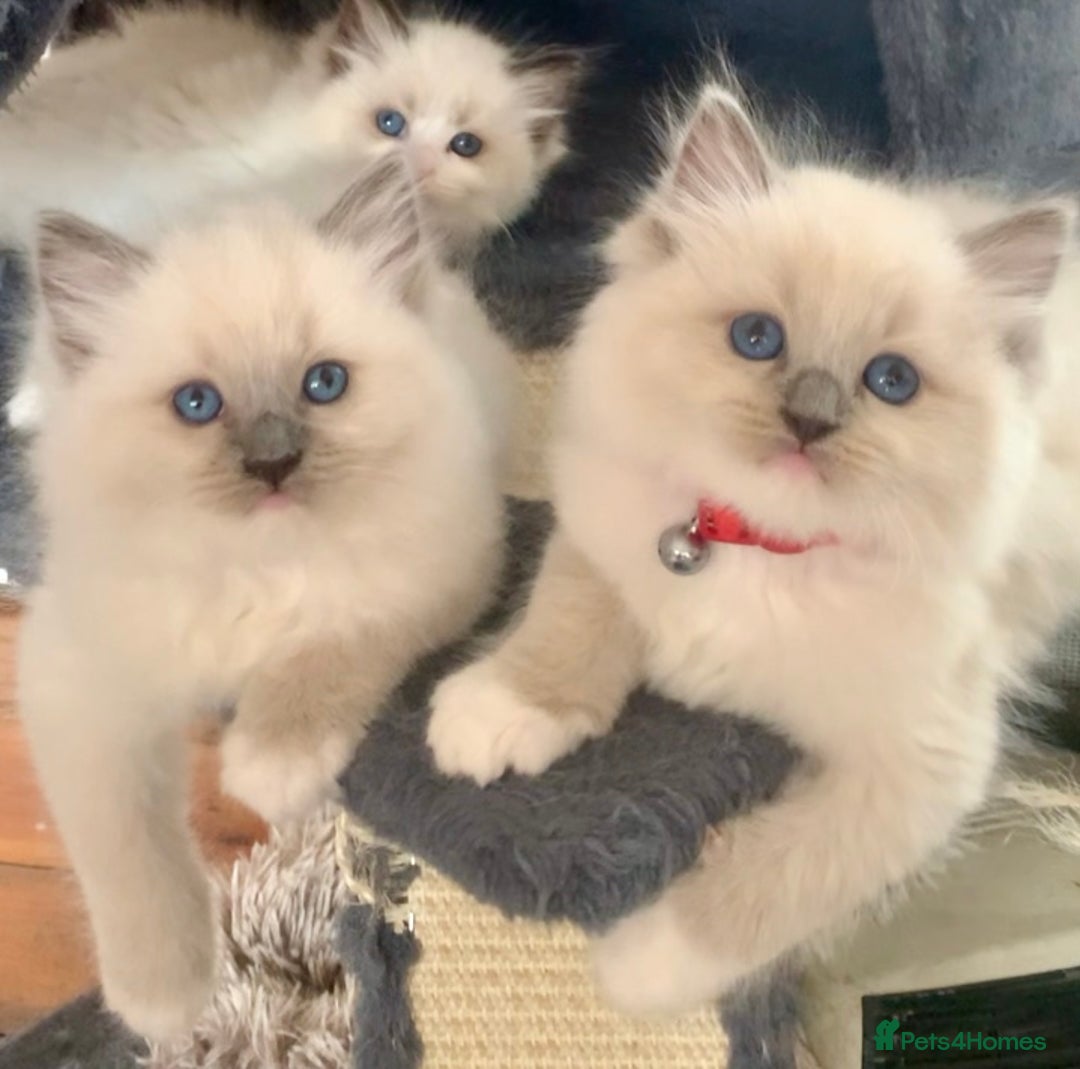 Ragdoll cats for sale: Beautiful champion lines purebred Ragdoll kittens - Image 3