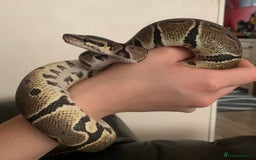 Python Snake reptiles for sale: Adult Male Royal (Ball) Python + Set Up - Advert 2