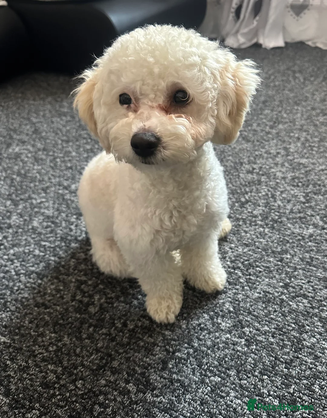 Poochon dogs for sale: Rikoo - Advert 2