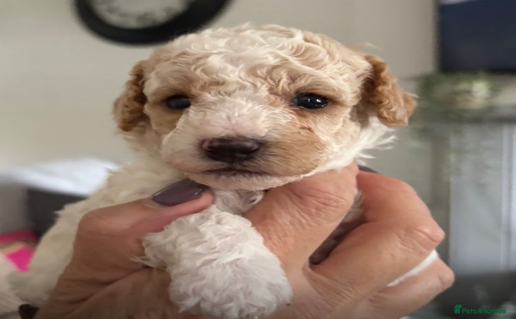 Maltipoo dogs - Advert 1