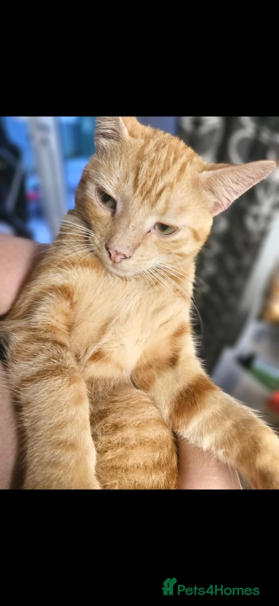British Shorthair cats for sale: Ginger Cat in Dudley - Advert 5