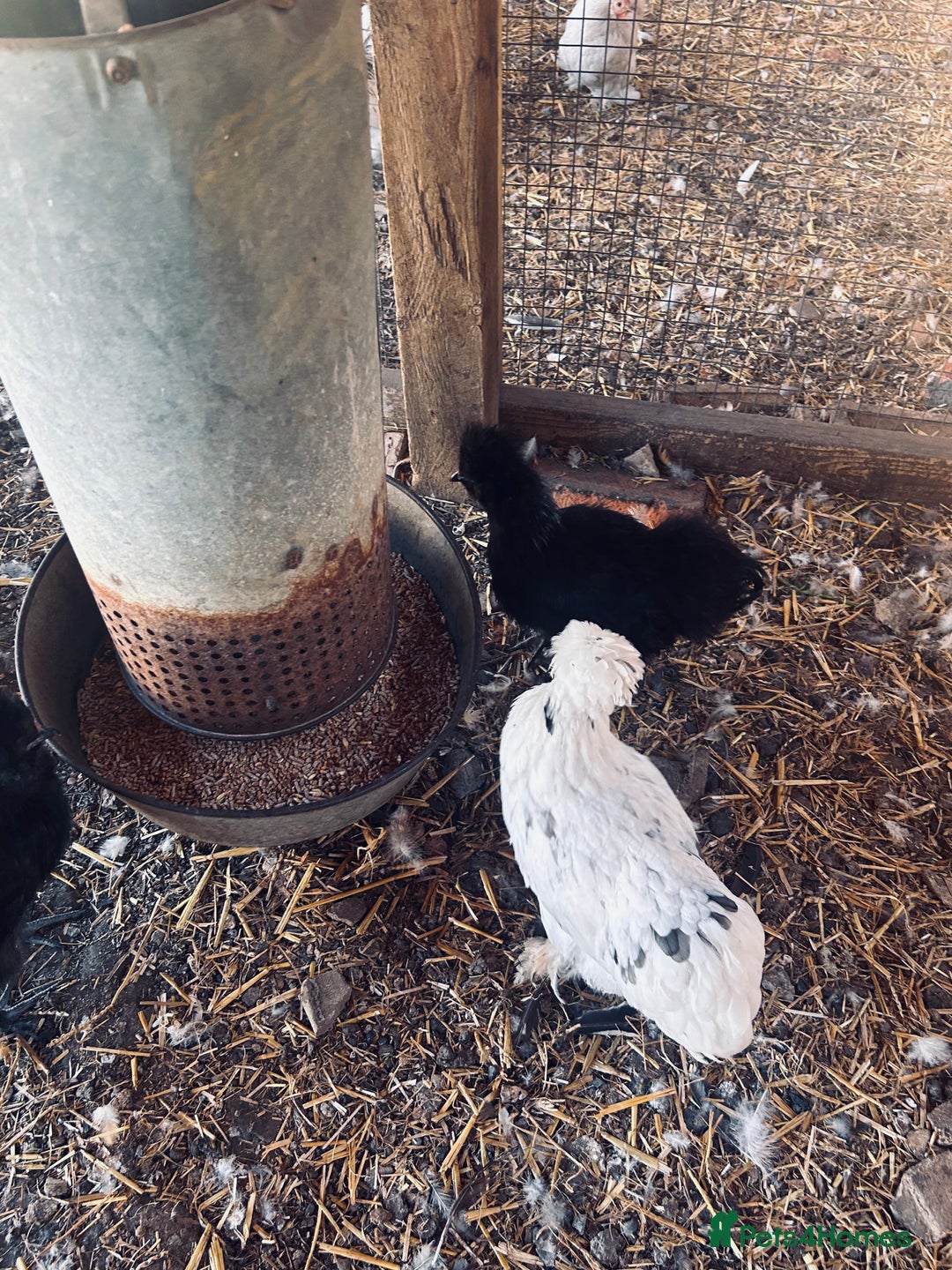 Chickens poultry for sale: Silkie and Bantams for sale - Image 6