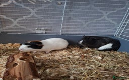 Guinea Pig rodents for sale: Two Beautiful Sows  - Image 6