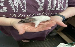 Rat rodents for sale: 3 female rats and enclosure - Advert 4