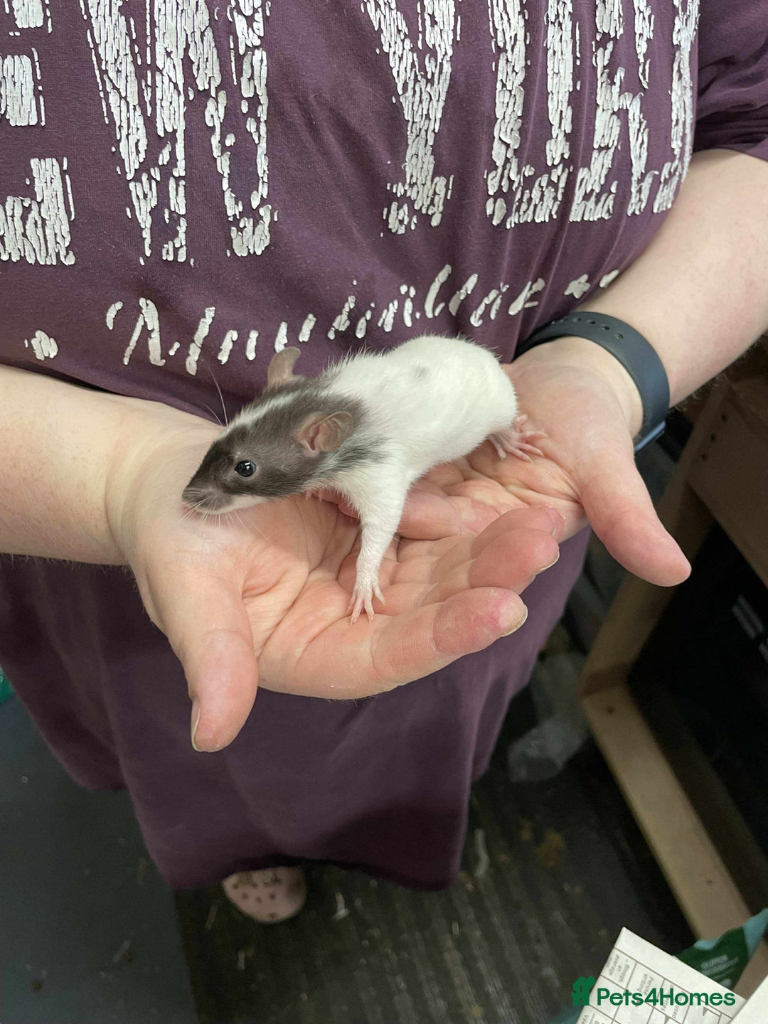 Rat rodents for sale: 3 female rats and enclosure - Advert 4