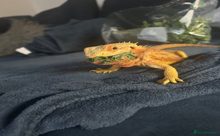 Bearded Dragon reptiles - Advert 1