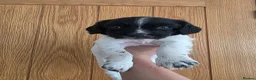 English Springer Spaniel dogs for sale: Stunning litter of English Springer Spaniels  - Advert 9
