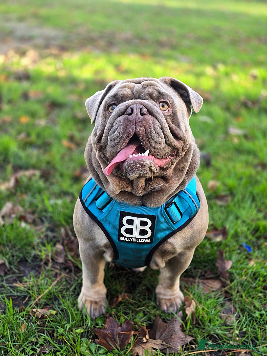 English Bulldog dogs for stud: Lowkey *Proven stud* RARE DNA, top blood lines  - Advert 2