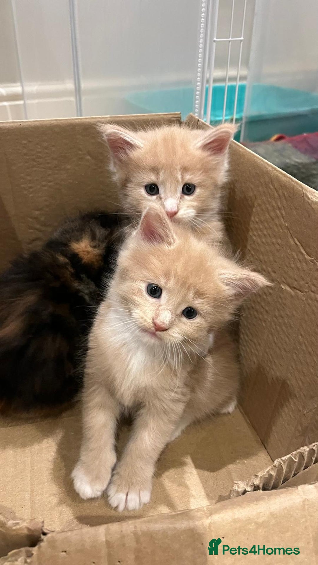 Maine Coon cats for sale: Pedigree Maine Coon Kittens - Advert 6