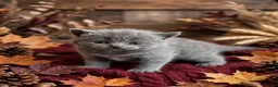 British Shorthair cats for sale: Blue British Shorthairs  - Advert 2