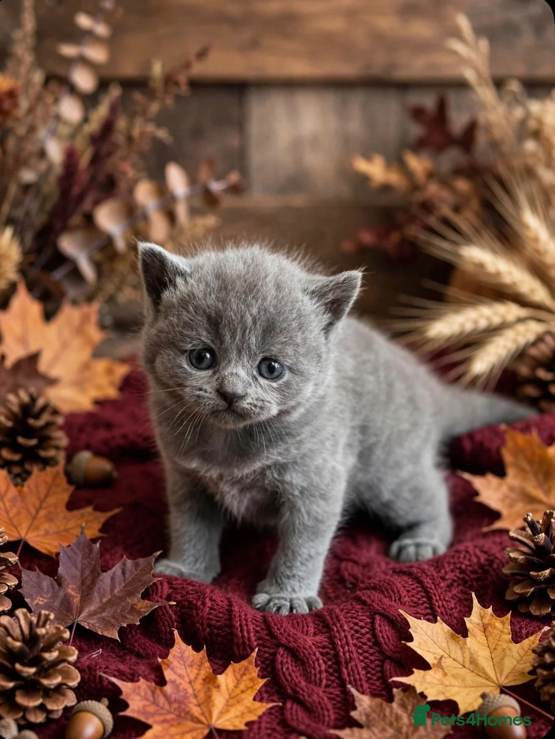 British Shorthair cats for sale: Blue British Shorthairs  - Advert 2