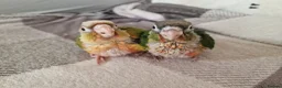 Conures birds for sale: Beautiful fully hand reared conures  - Advert 6