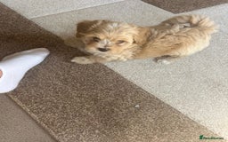 Maltipoo dogs for sale: 10-Week Maltipoo - Image 3