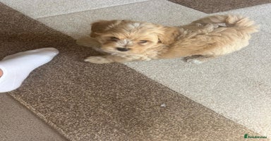 Maltipoo dogs - Advert 5