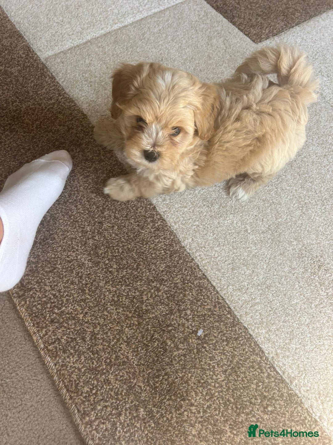 Maltipoo dogs for sale: 10-Week Maltipoo - Image 3