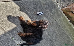 Mixed Breed dogs for sale: Cavalier king charles x shihpoo - Image 3