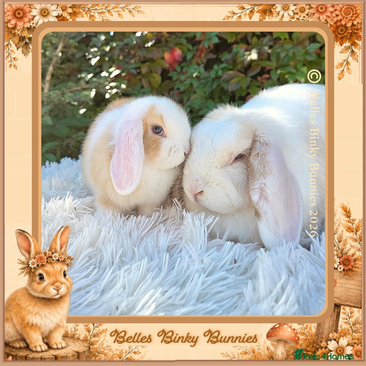 Mini Lop rabbits 🧡 Mother & Baby Pair 🧡 Amber, 3yr & baby girl  - Advert 1