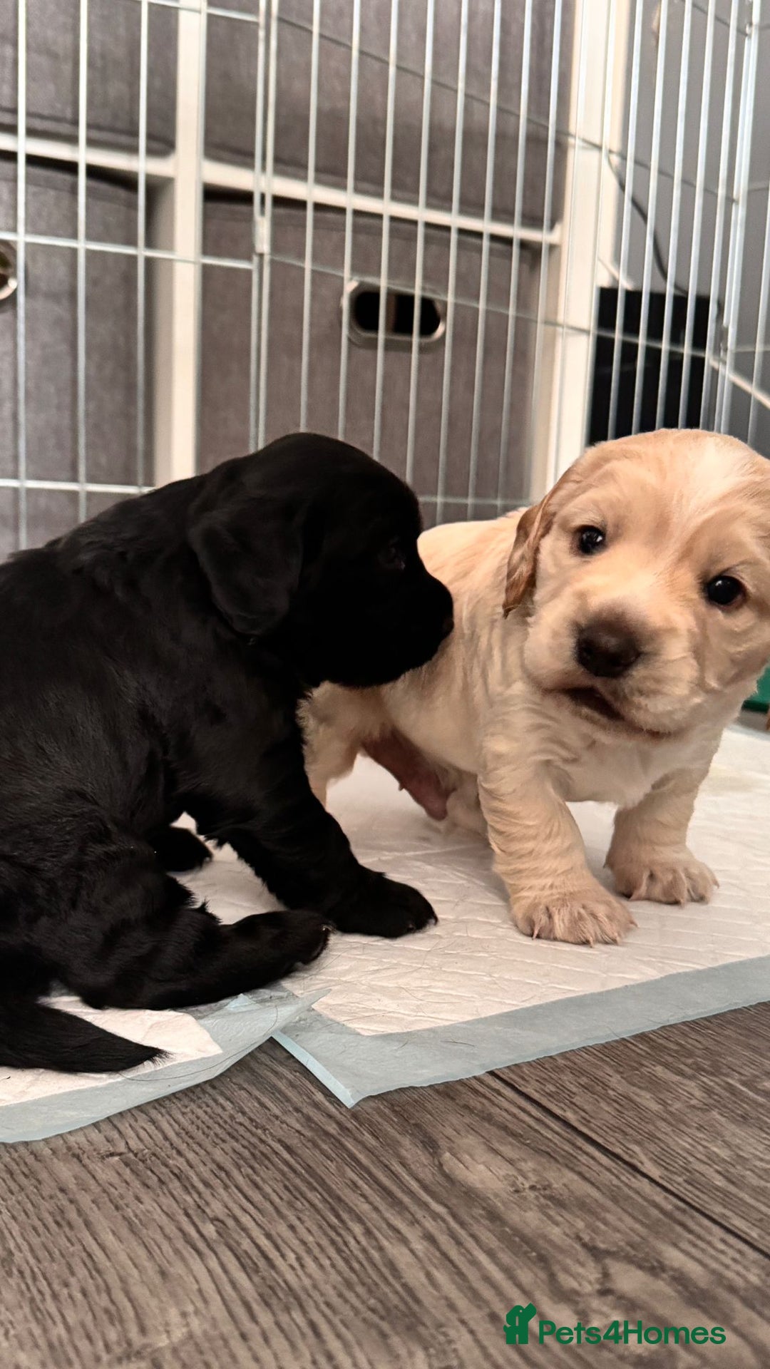 Cocker Spaniel dogs for sale: 1 female cocker spaniel for sale  - Image 5