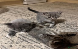British Shorthair cats for sale: Beautiful cats  - Image 9
